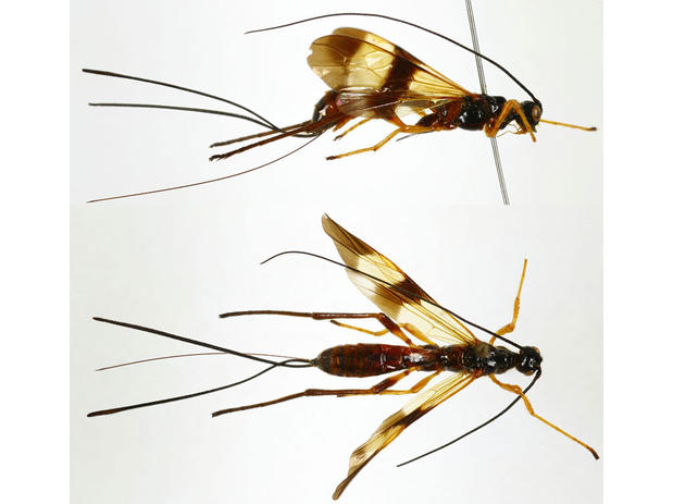 Monarea sp.