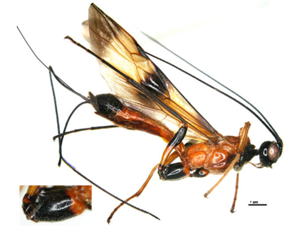 Nervellius philippus