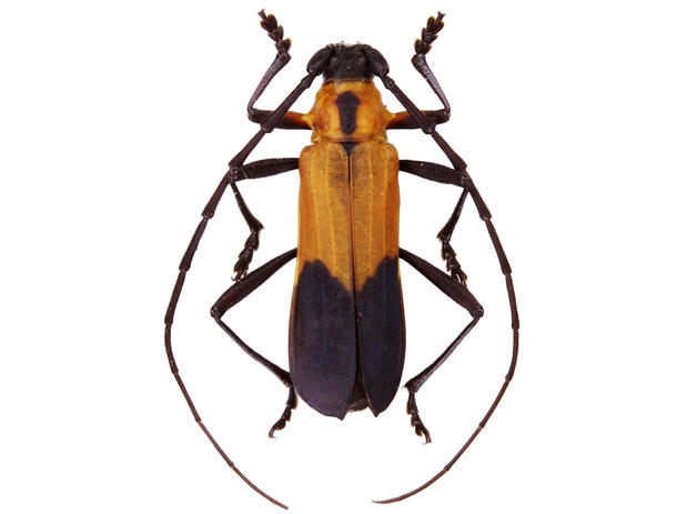 Nothoprodontia boliviana Monné & Monné, 2004