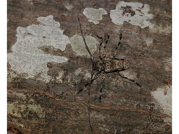 Oreodera glauca