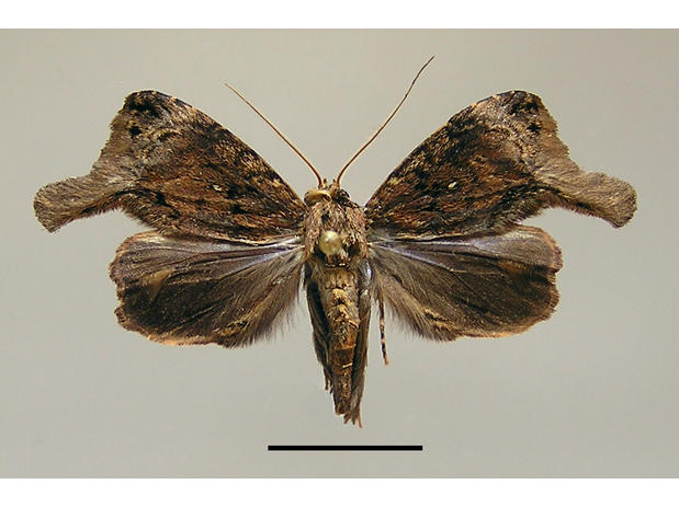 Orotermes monstrosa