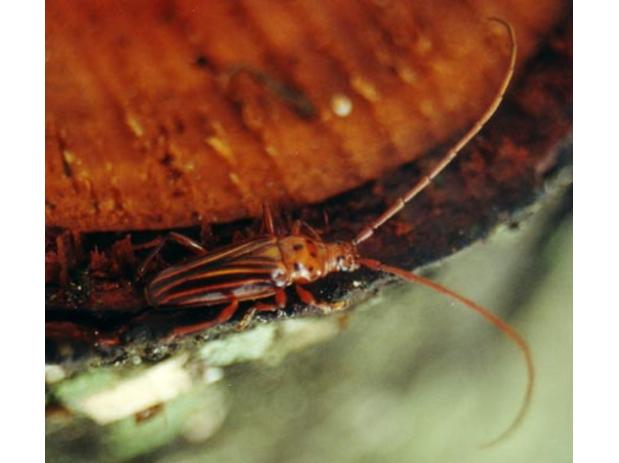 Oxymerus aculeatus lebasii