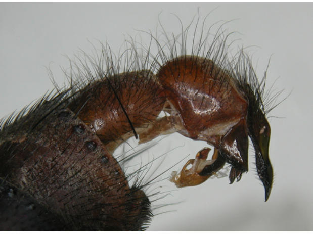 Peckia (Pe) urceola (Hall, 1933)