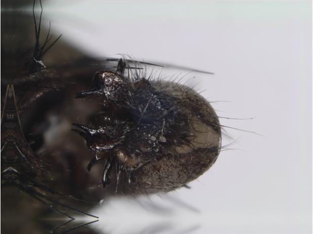 Peckiamyia abnormalis Hall, 1937_ventral