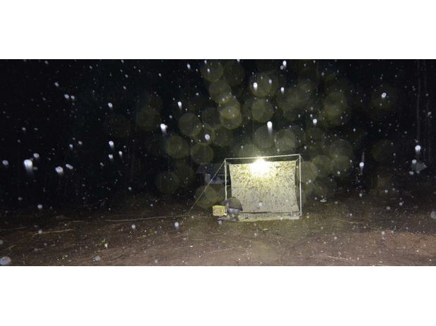 Piege-lumineux-(J-Touroult_MNHN_PNI_La-Planète-Revisitée).gif