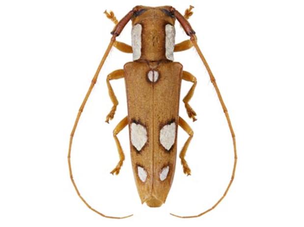 Purusiella hippomontanensis