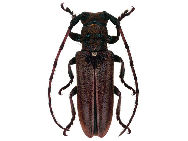 Rhaphiptera durantoni Tavakilian & Touroult, 2007