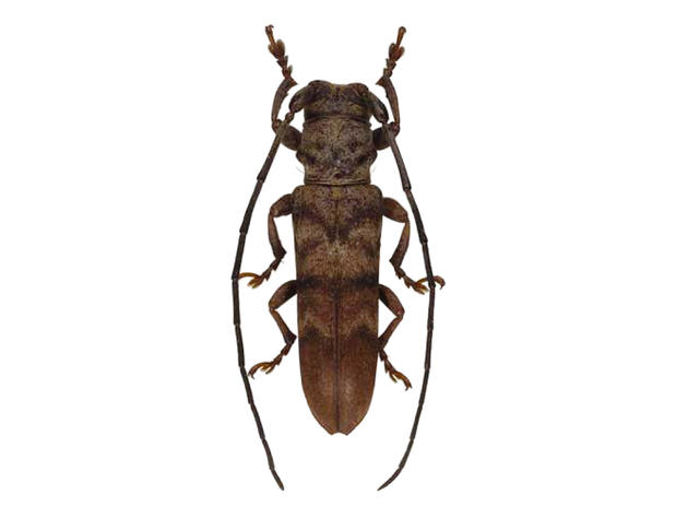 Rhaphiptera lavaissierorum
