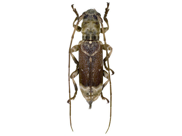 Rhaphipteroides apicalis Tavakilian & Touroult, 2007