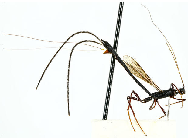 Sharkeyella sp. (vue latérale)