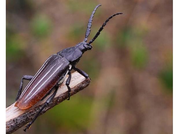 Solenoptera quadrilineata (Olivier, 1795)
