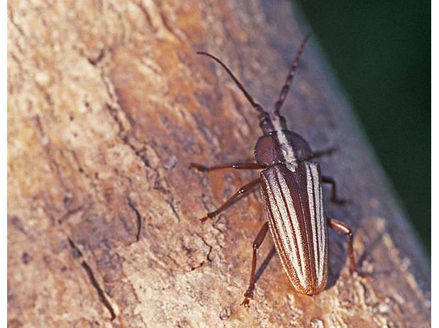 Solenoptera sulcicollis