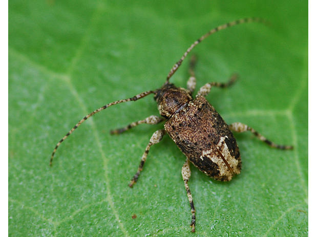 Styloleptus posticalis