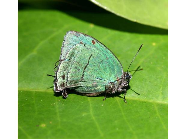 Theritas mavors (Lycaenidae)