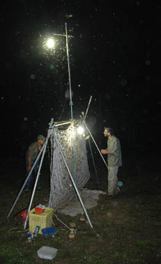 Piège lumineux Nouragues