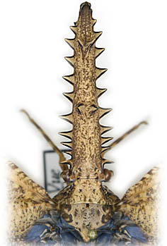 Cathedra serrata Fulgoridae