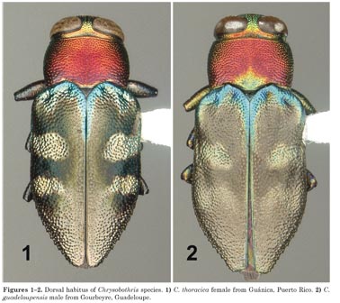 Chrysobothris guadeloupensis Guadeloupe