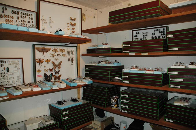 Collection insectes SEAG