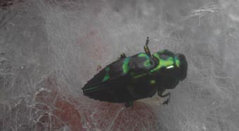 Chrysobothris Itoupe