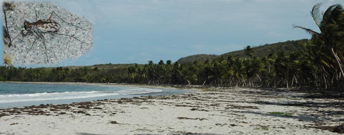 Grand Macabou 2008 biotope Cylindera sutaralis