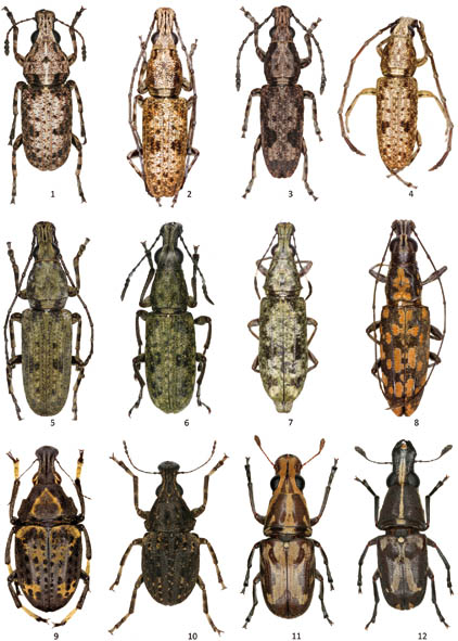 Anthribidae Guyane