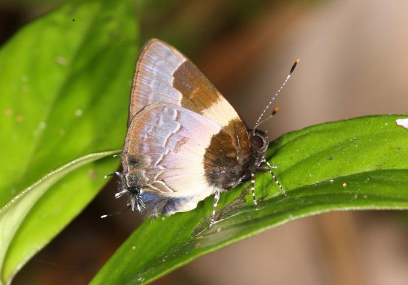 Lycène Guyane Faynel