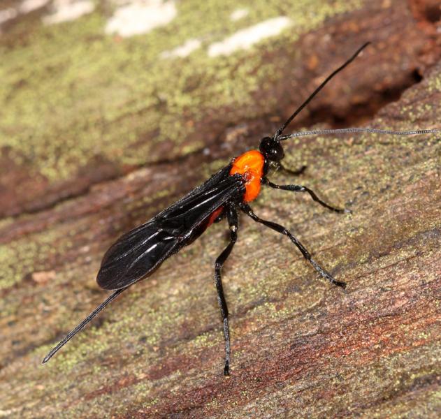 Braconidae (peut-être Digonogastra sp.)