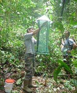 Piège Charaxes Guyane SEAG