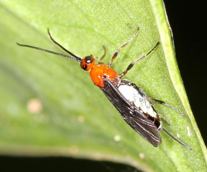 Braconinae