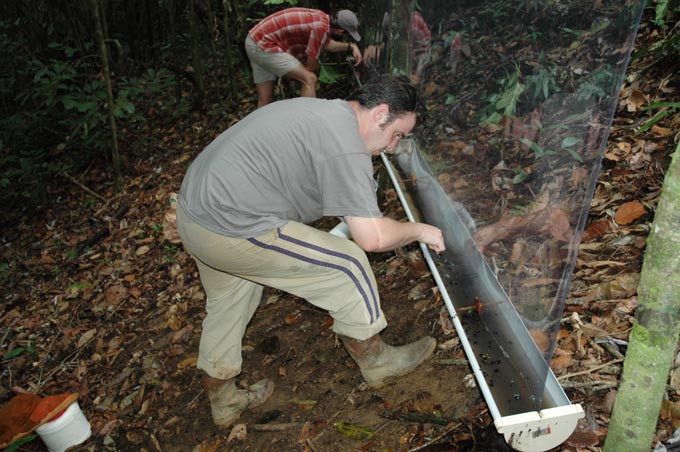 Grand Boeuf Mort Vitre Brûlé Touroult Saül