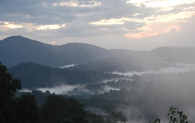 Paysage Guyane Boeuf Mort Saul SEAG