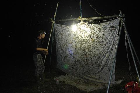 Piège lumineux, camp Inselberg (SEAG 2010)