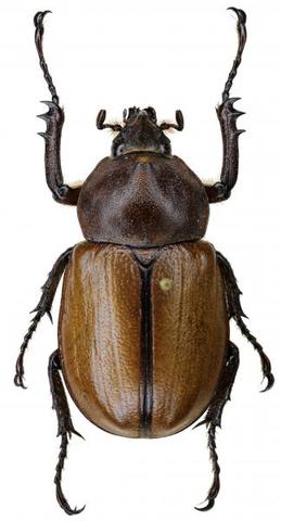 Golofa claviger