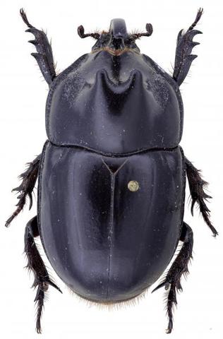 Megacera remus
