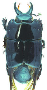 Histeridae Guyane
