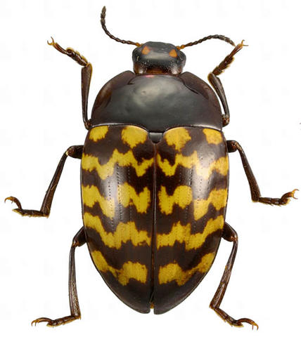 Erotylidae Guyane