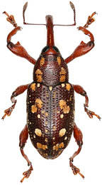 Curculionidae Guyane