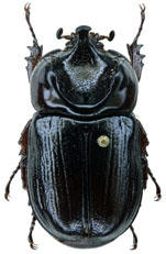 Dynastinae Guyane