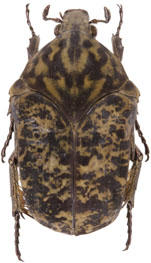 Cetoniinae Guyane