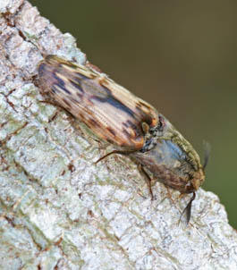 Elateridae Guyane Brûlé