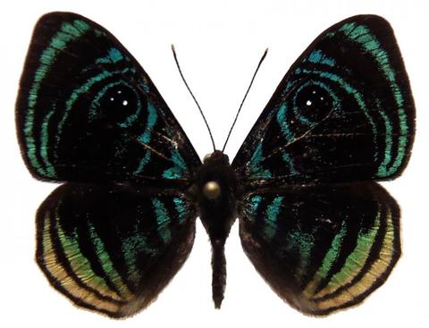 Mesosemia esmeralda